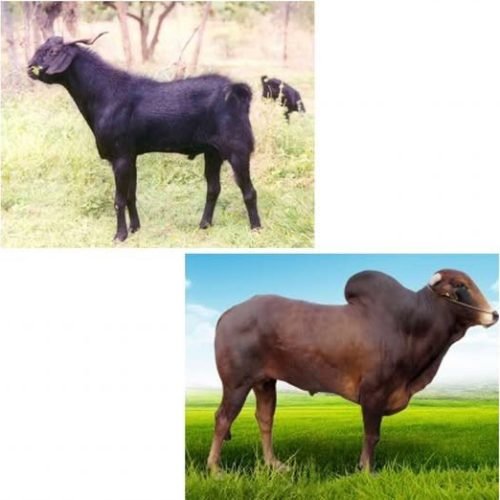 AKEEKA.jpg
