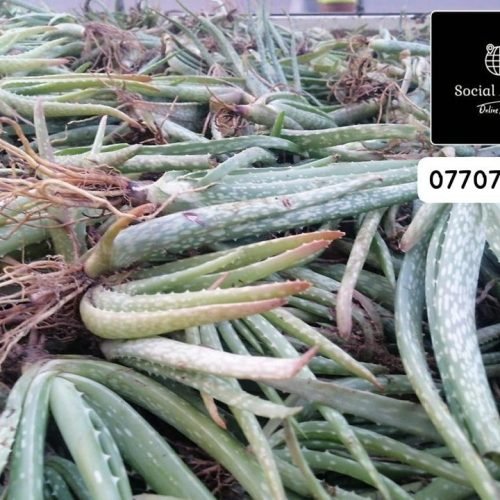 ALOE-5341-4