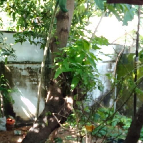 HOUSE-SALE-KATTANKUDY-5649-5
