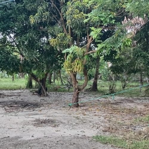 LAND-SALE-ARAYAMPATHY-5939-9